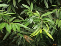 栲栗葉的功效與作用，栲栗葉的圖片，栲栗葉用法及注意事項(xiàng)
